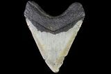 Megalodon Tooth - North Carolina #82924-2